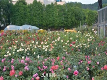 花开华南地区，哪些月季品种，征服了广州这片“热土”？