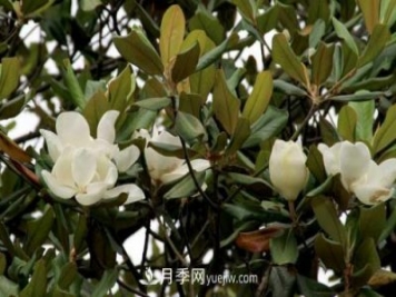南召广玉兰树种植方法，适合种植在家里吗