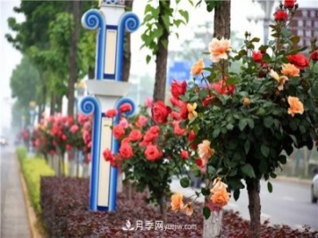 河北北京天津树状月季成风景线，四季应该怎么养护？
