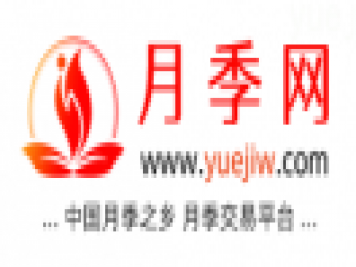 中国上海龙凤419，月季品种介绍和养护知识分享专业网站