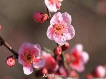 淮北市的市花是什么？月季花的花语寓意