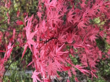 鸡爪槭和红枫的区别，叶片、枝干、花果期