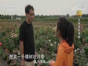 央视《田间示范秀》播出南阳月季种植故事《花田里的烦恼》